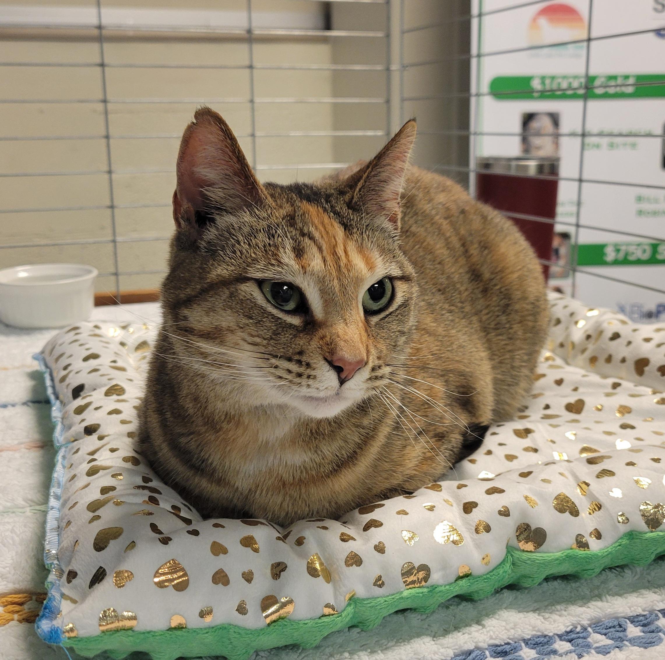 Enlarge Gracie, a Adoptable Domestic Short Hair in Knoxville, TN image 1/3
