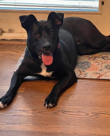 Enlarge Maylee, a Adoptable mixed breed in Kansas City, MO image 1/3