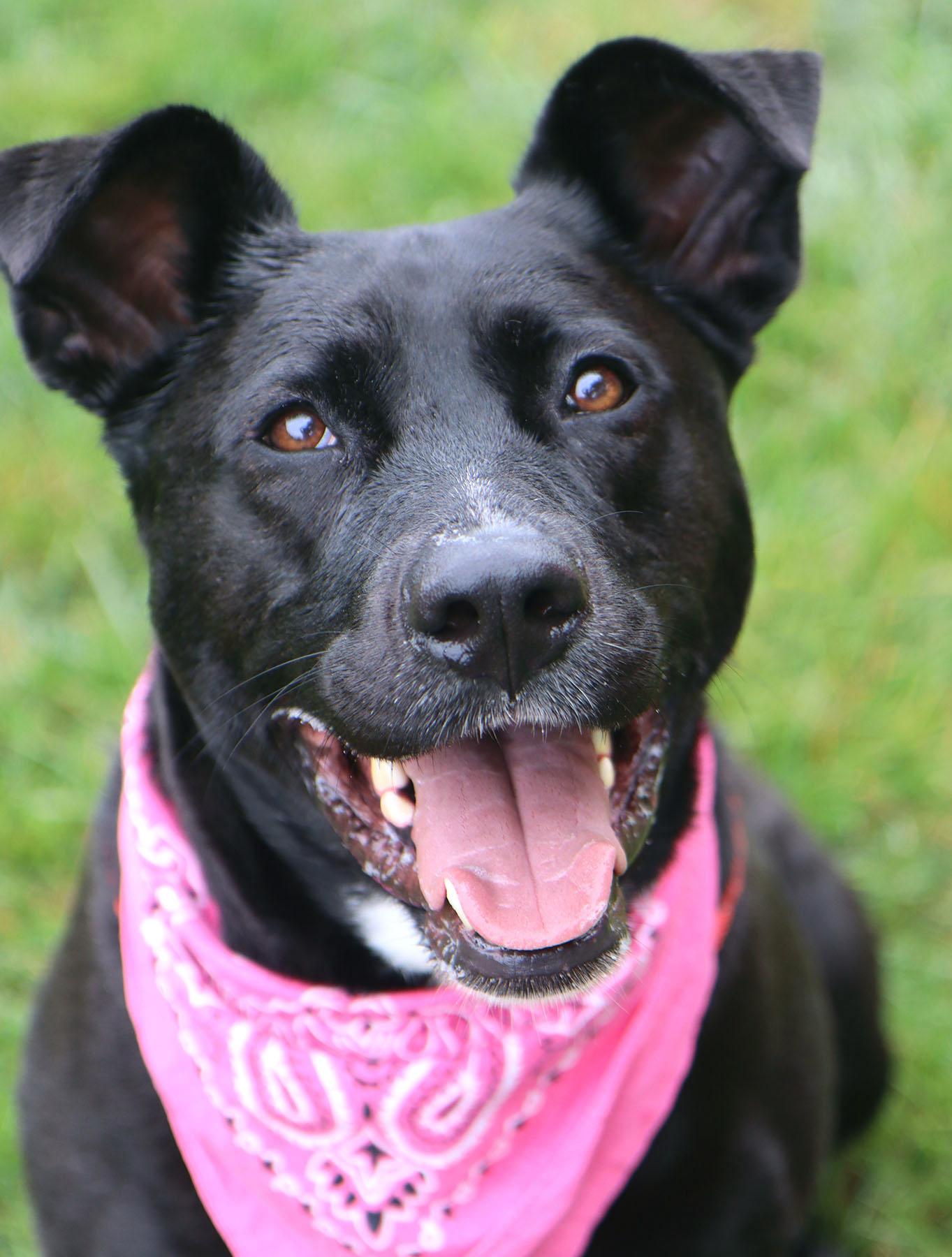 Maylee, Adoptable, Adult Female Labrador Retriever & Shepherd.