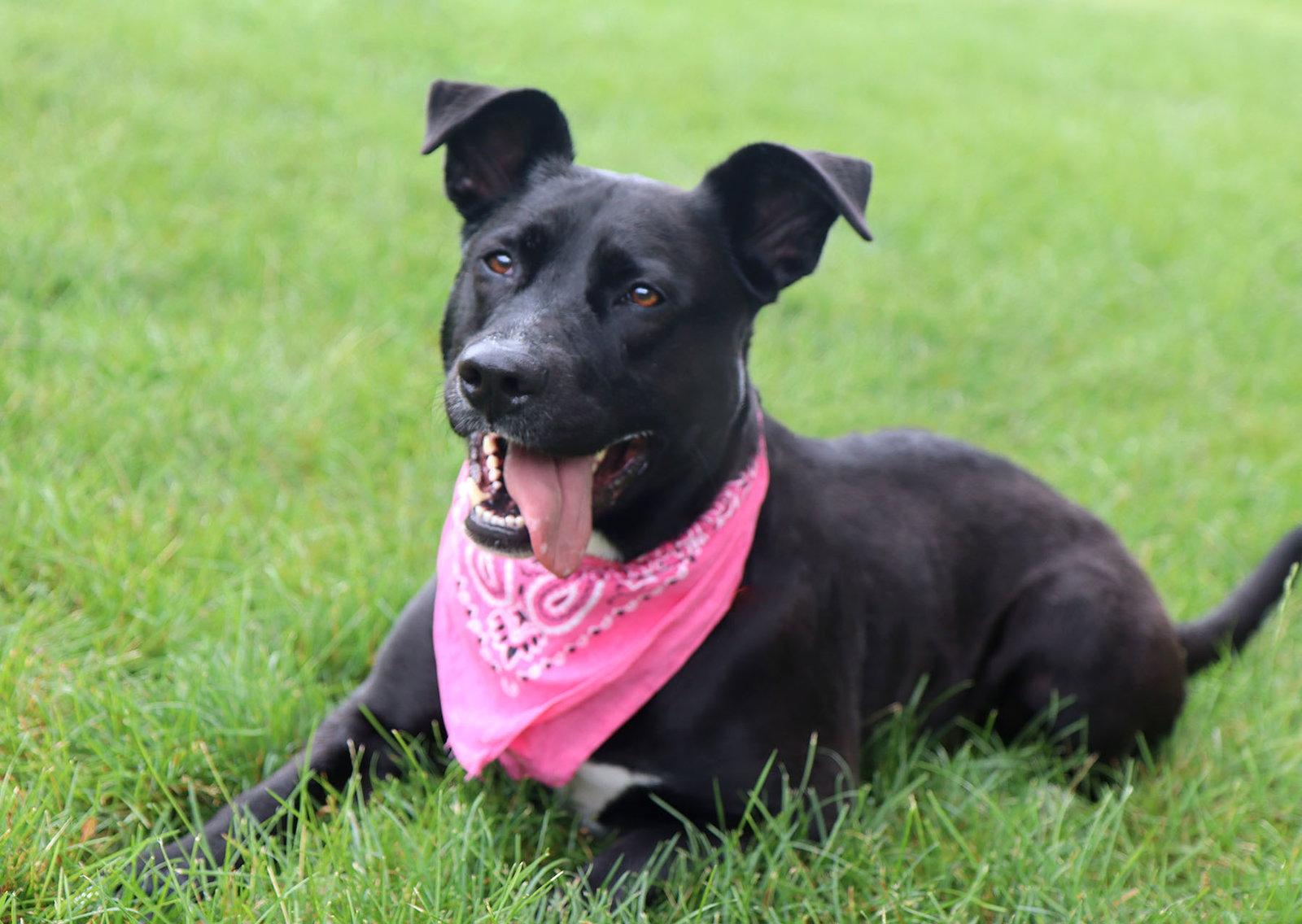 Enlarge Maylee, a Adoptable mixed breed in Kansas City, MO image 2/3