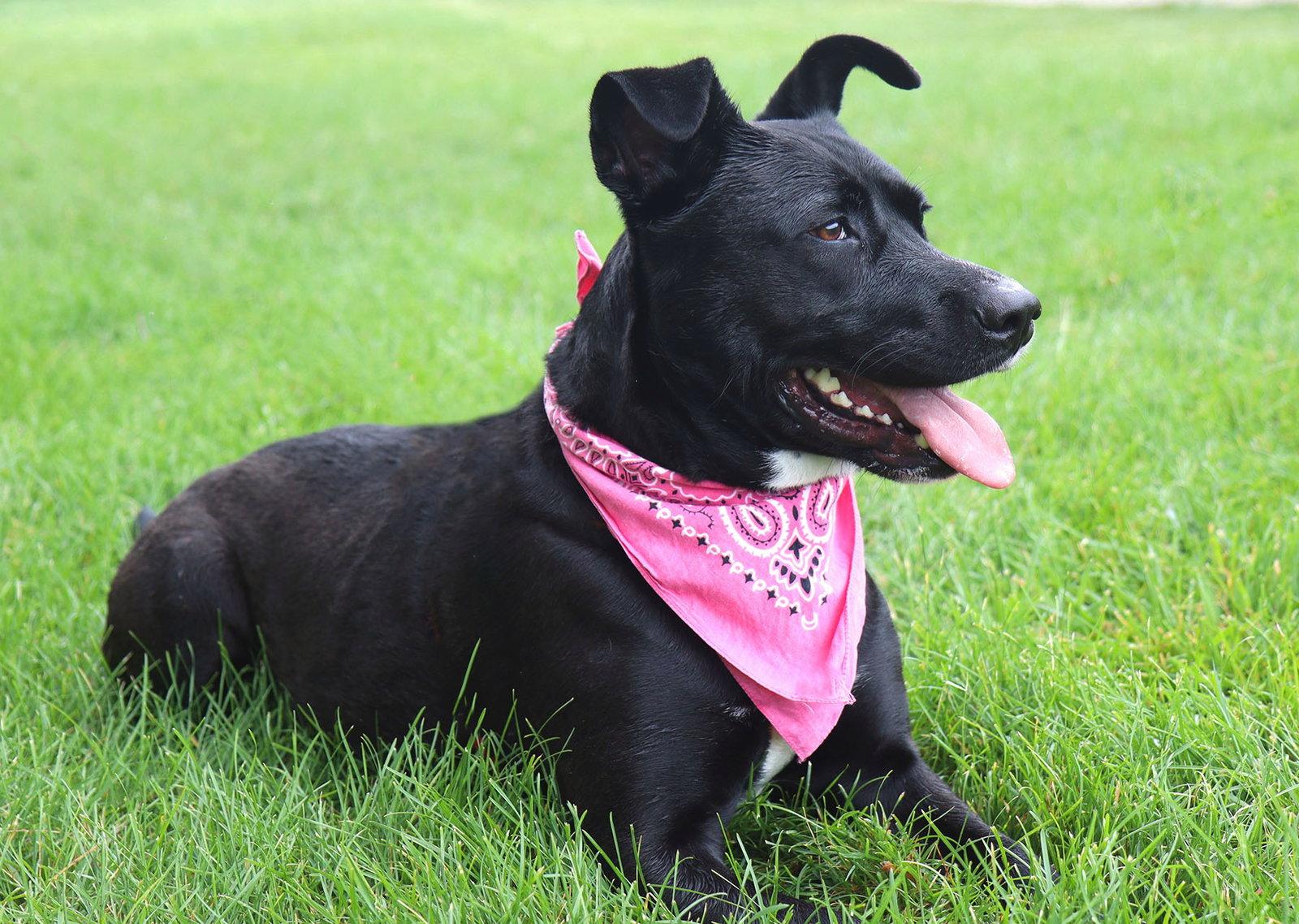 Enlarge Maylee, a Adoptable mixed breed in Kansas City, MO image 3/3