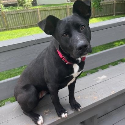Maylee, Adoptable, Adult Female Labrador Retriever.