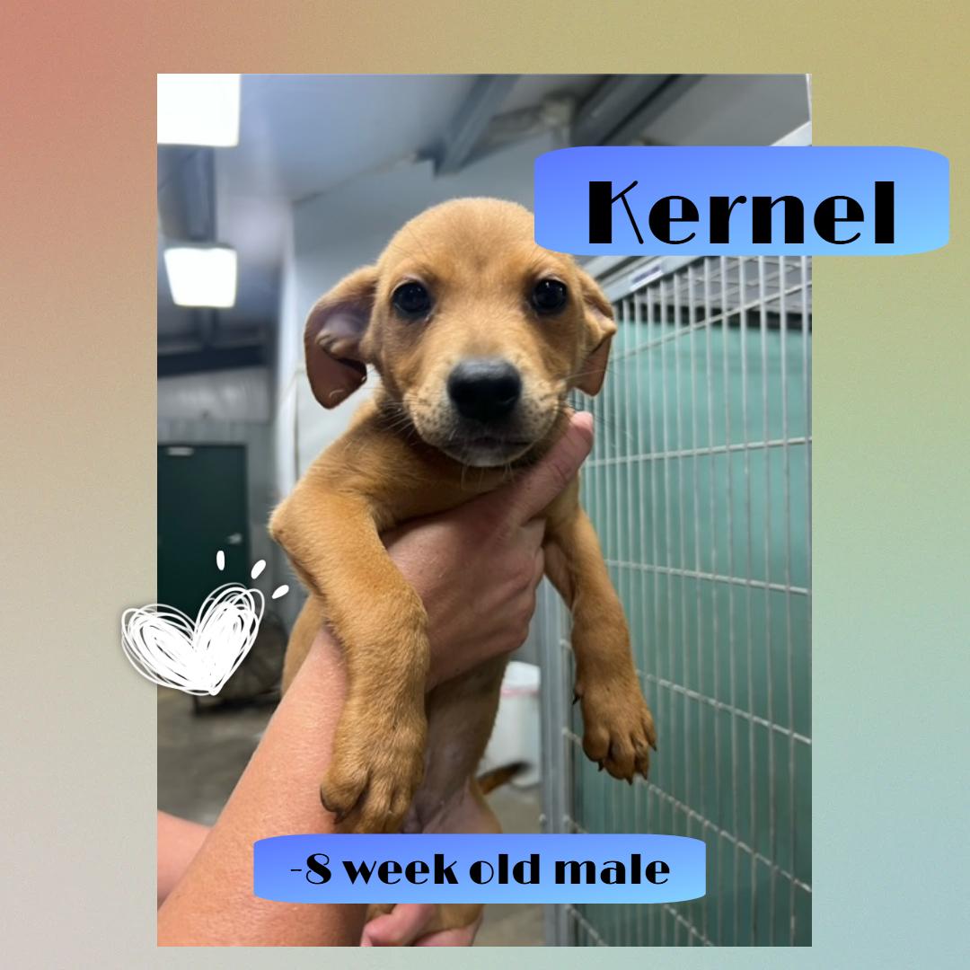 Kernel