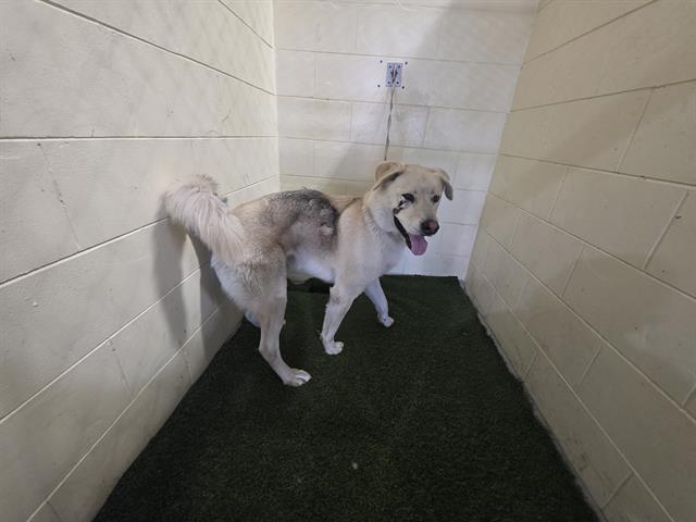 NATE, Adoptable, Adult Male German Shepherd Dog & Mixed Breed.