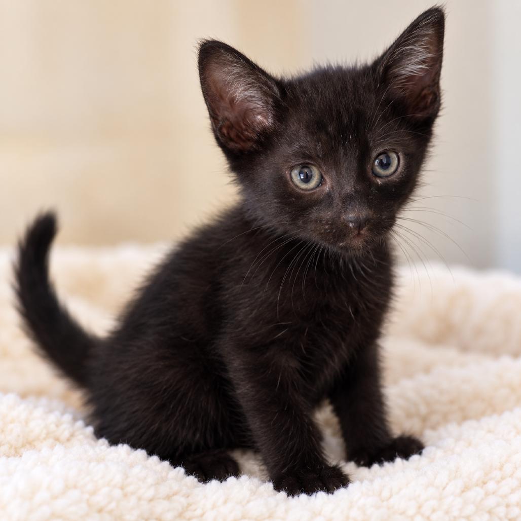 Johnny, Adoptable, Kitten Male Domestic Short Hair.