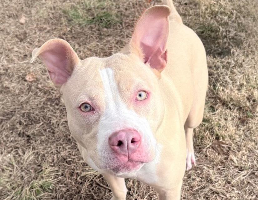 Nibbles, ADOPTABLE, Young Female Pit Bull Terrier.