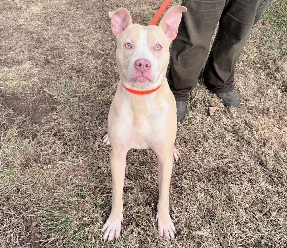 Enlarge Nibbles, a ADOPTABLE Pit Bull Terrier in Columbus, IN image 2/2