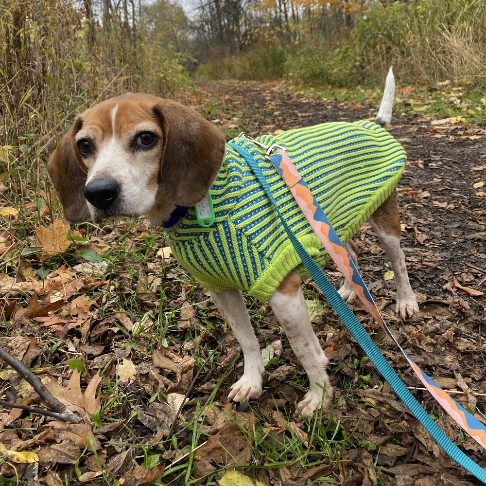 Rocky, an adopted Beagle in Hamilton, ON image 1/5