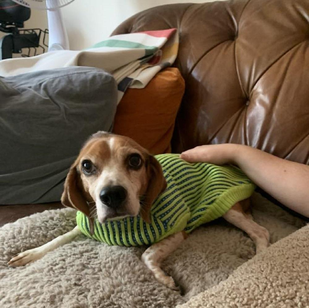 Rocky, an adopted Beagle in Hamilton, ON image 2/5