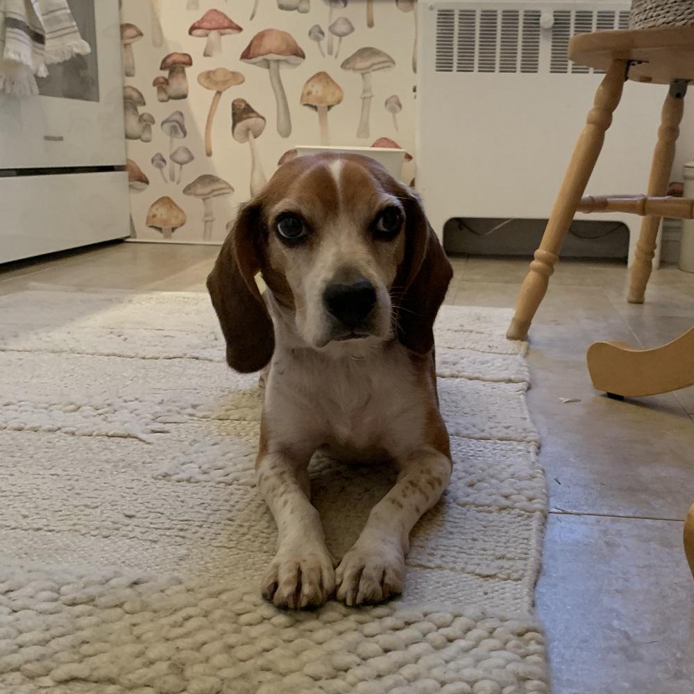 Rocky, an adopted Beagle in Hamilton, ON image 3/5