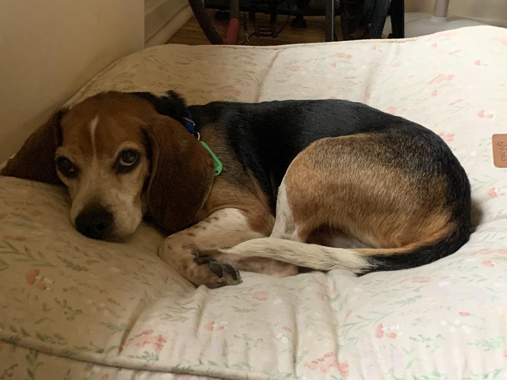 Rocky, an adopted Beagle in Hamilton, ON image 4/5