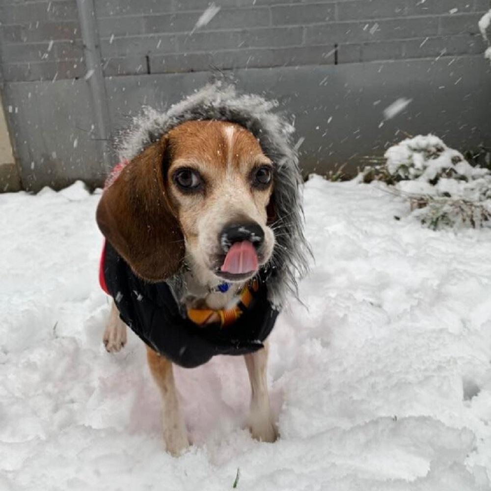 Rocky, an adopted Beagle in Hamilton, ON image 5/5