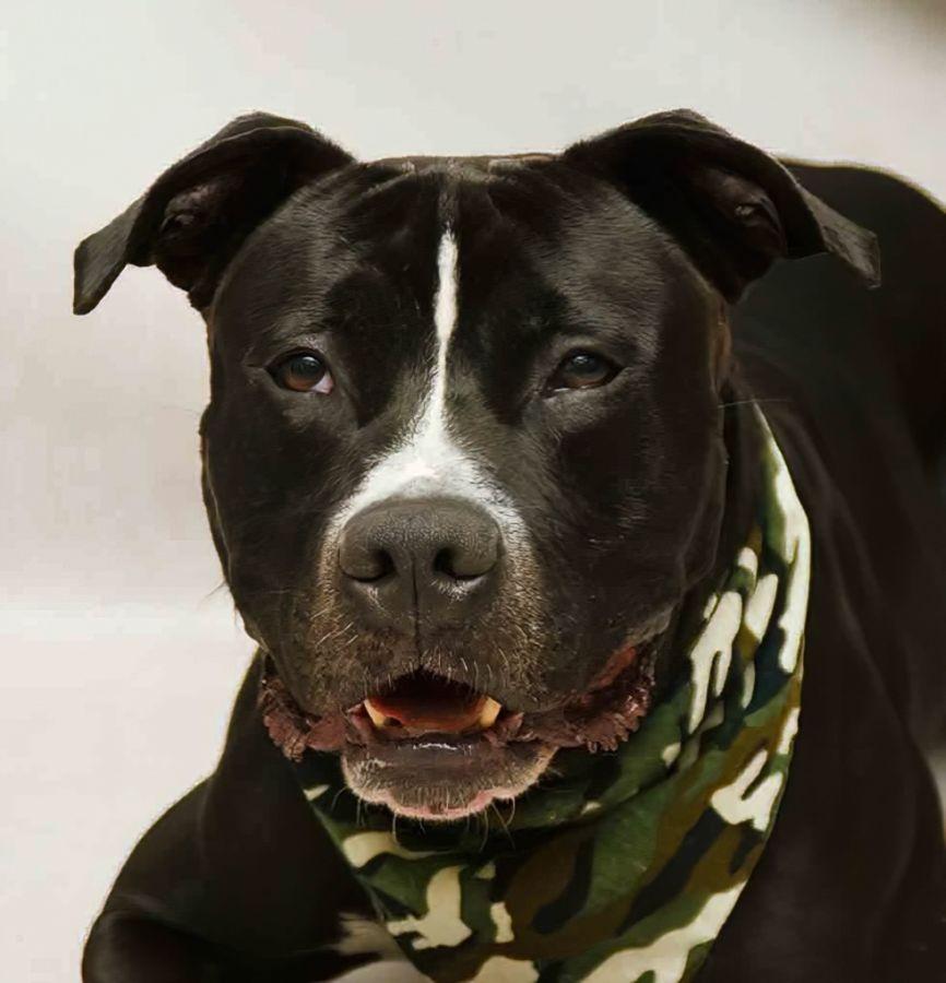 Enlarge Woody, a Adoptable mixed breed in Sanford, FL image 1/5