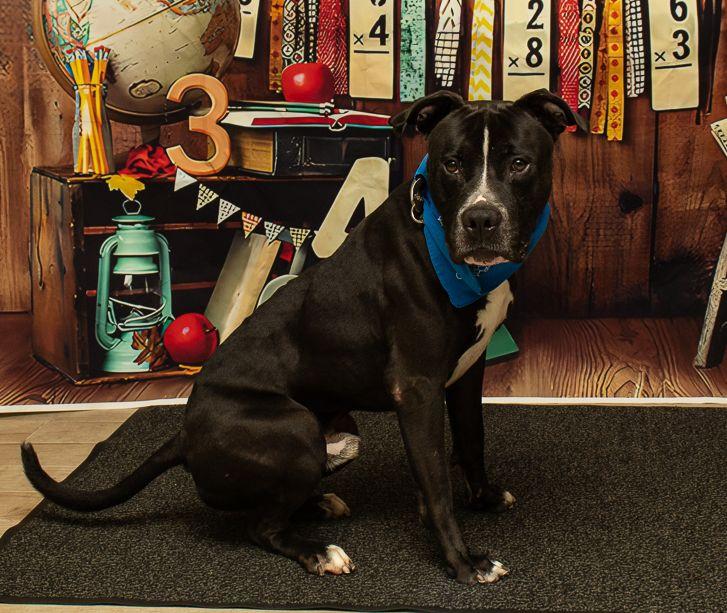 Woody, a Adoptable mixed breed in Sanford, FL image 2/3