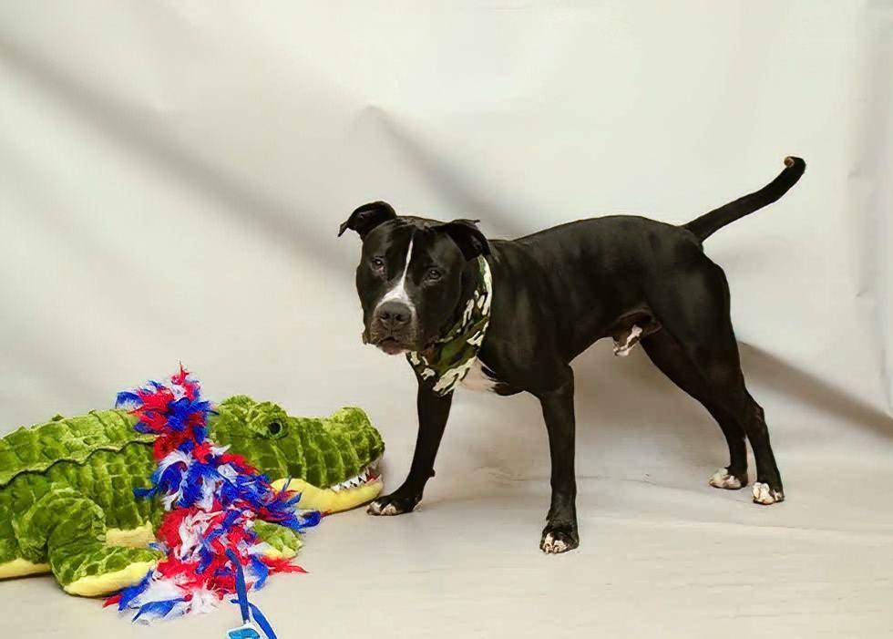 Enlarge Woody, a Adoptable mixed breed in Sanford, FL image 3/5