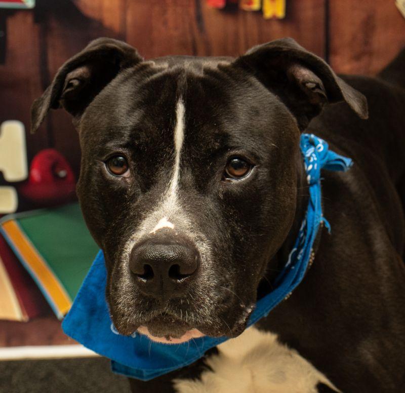 Woody, Adoptable, Adult Male Terrier.