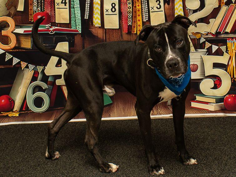 Woody, a Adoptable mixed breed in Sanford, FL image 3/3