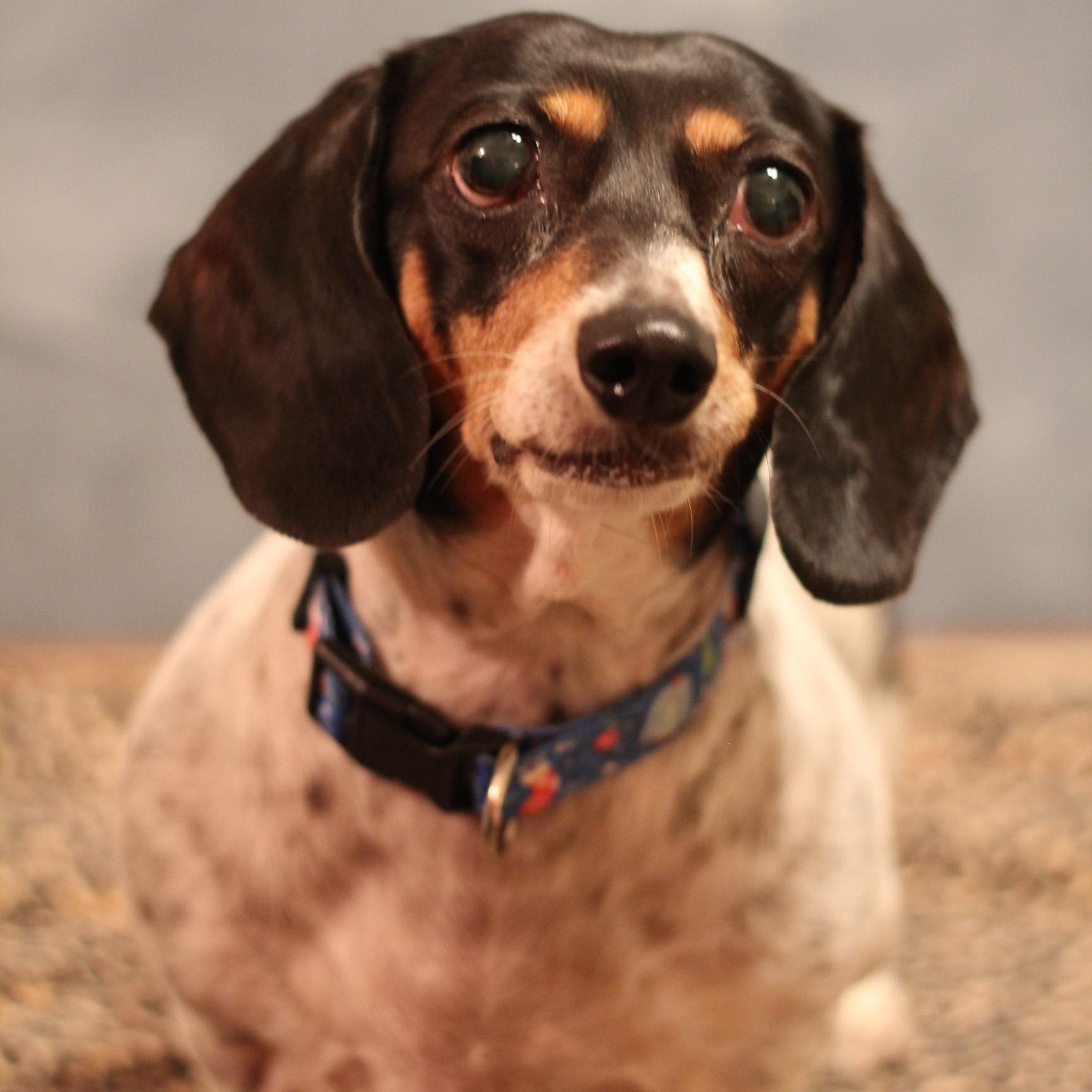 Presley, a ADOPTABLE Dachshund in Yukon, OK image 2/4
