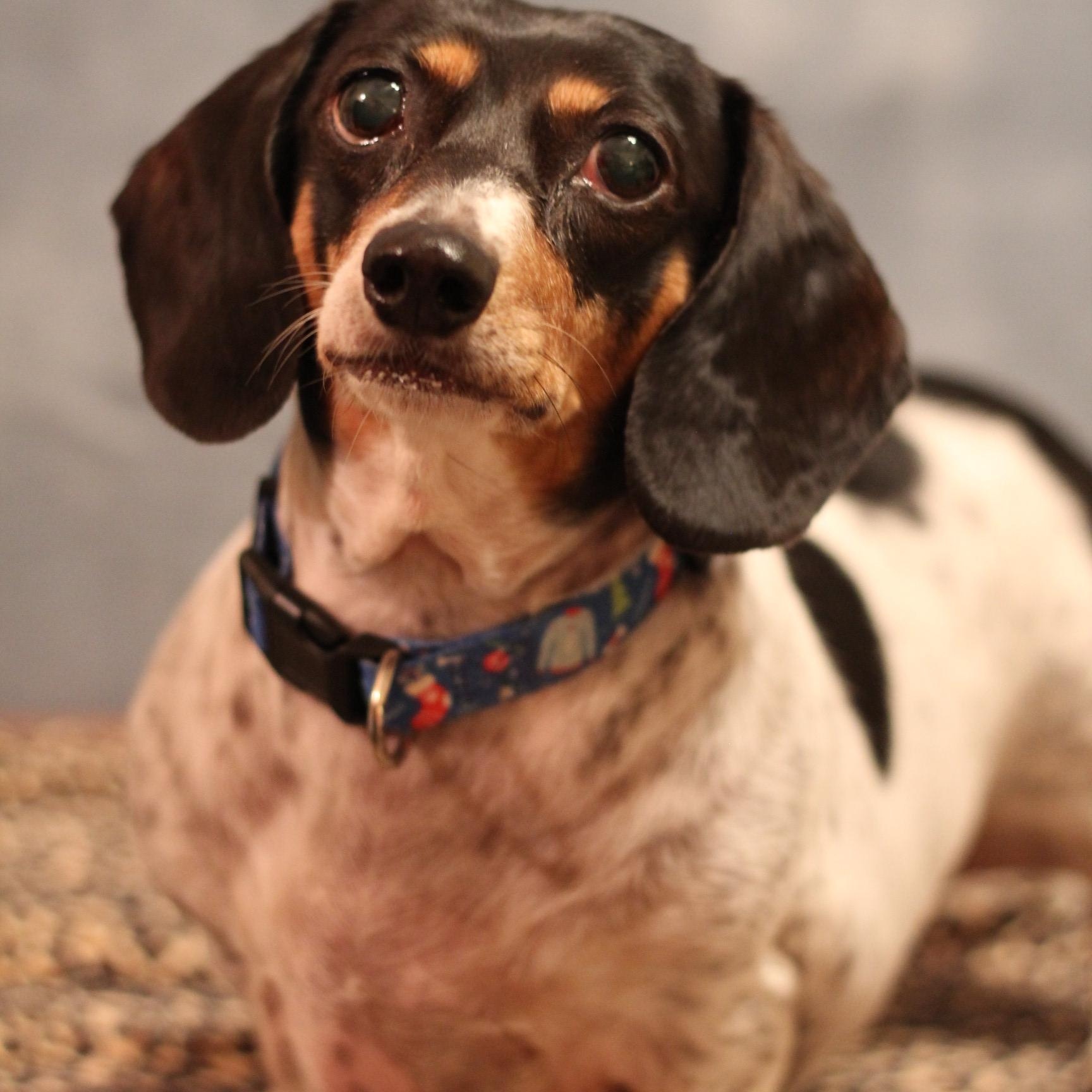 Presley, ADOPTABLE, Adult Female Dachshund.