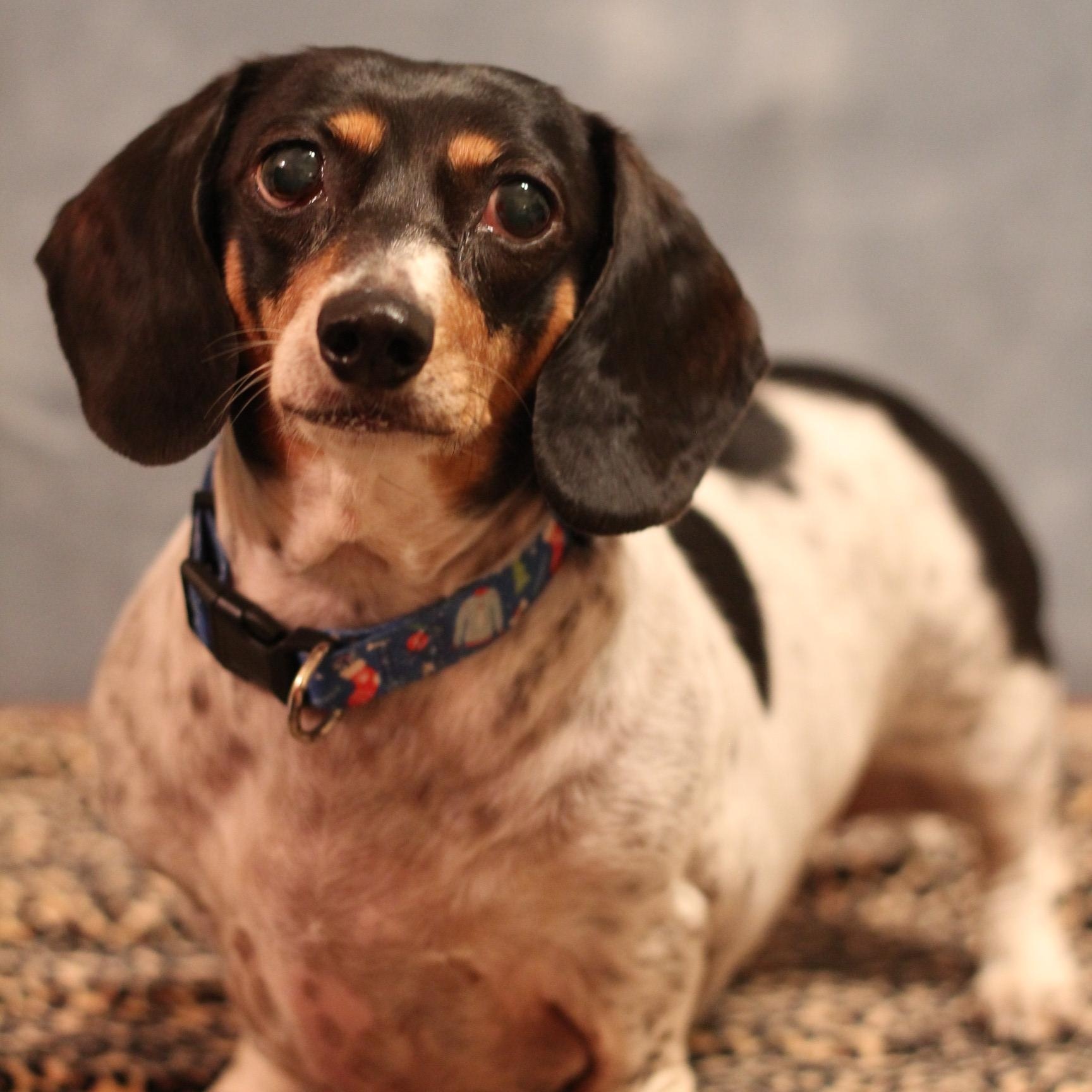 Presley, a ADOPTABLE Dachshund in Yukon, OK image 4/4