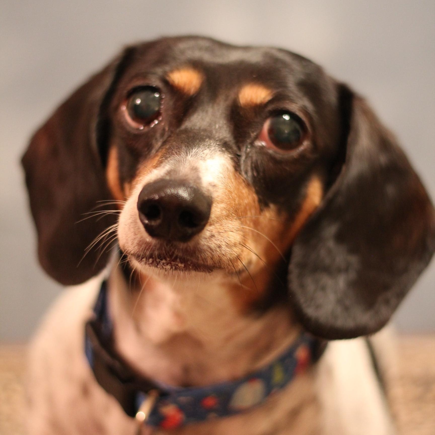 Presley, a ADOPTABLE Dachshund in Yukon, OK image 3/4