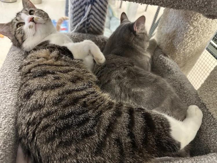 Enlarge Briar, a ADOPTABLE Domestic Short Hair in Winona, MN image 6/6