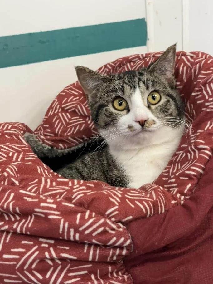 Enlarge Briar, a ADOPTABLE Domestic Short Hair in Winona, MN image 2/6