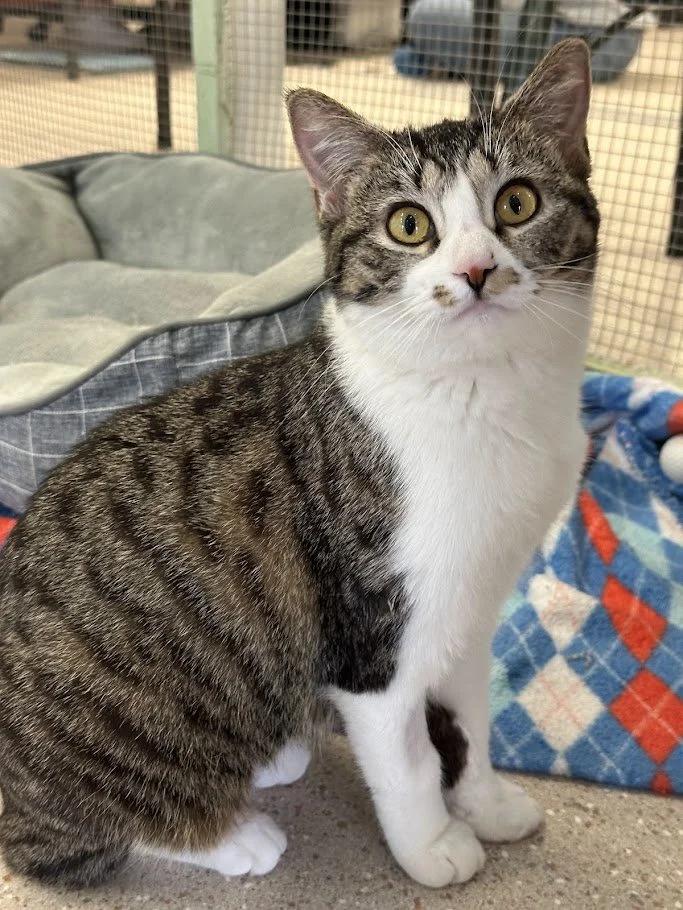 Enlarge Briar, a ADOPTABLE Domestic Short Hair in Winona, MN image 5/6