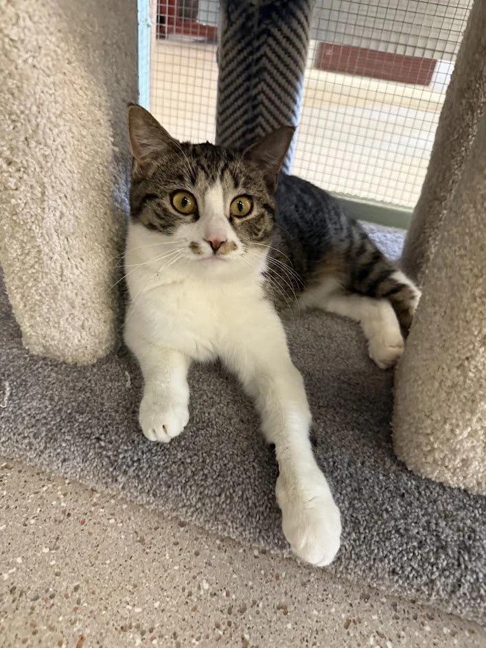 Enlarge Briar, a ADOPTABLE Domestic Short Hair in Winona, MN image 3/6