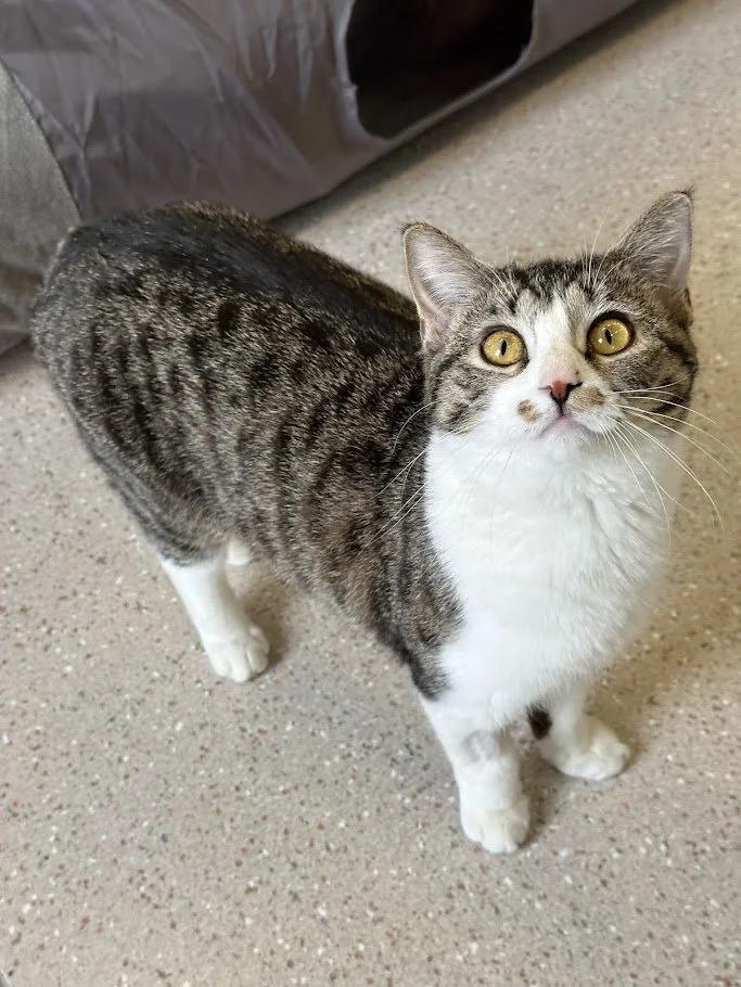 Briar, ADOPTABLE, Young Female Domestic Short Hair.