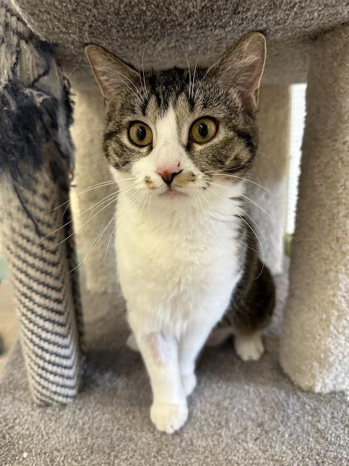 Enlarge Briar, a ADOPTABLE Domestic Short Hair in Winona, MN image 4/6