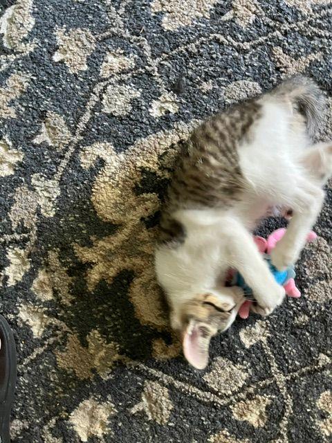 Brady, a ADOPTABLE Domestic Short Hair in Lake Orion, MI image 3/4