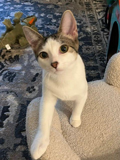 Brady, Adoptable, Kitten Male Domestic Short Hair.