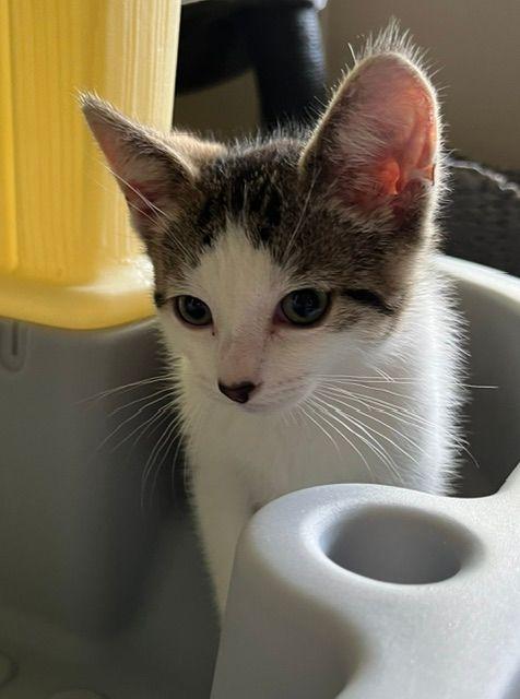 Brady, a ADOPTABLE Domestic Short Hair in Lake Orion, MI image 2/4