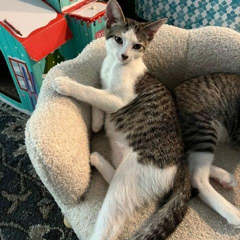 Brady, ADOPTABLE, Kitten Male Domestic Short Hair.