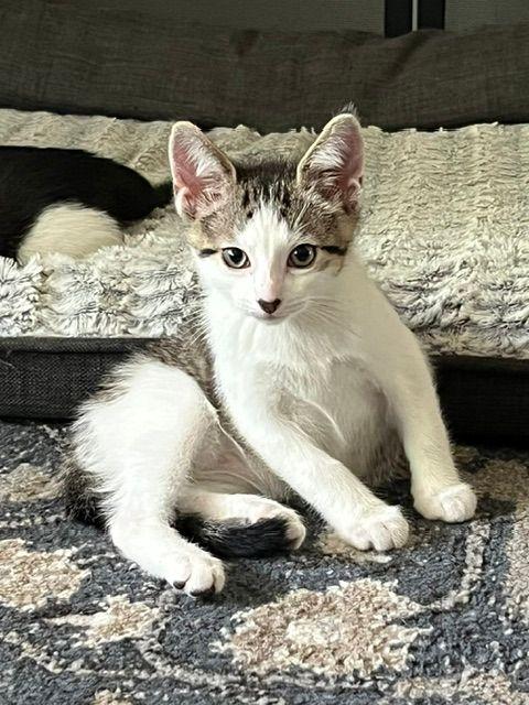 Brady, a ADOPTABLE Domestic Short Hair in Lake Orion, MI image 1/4