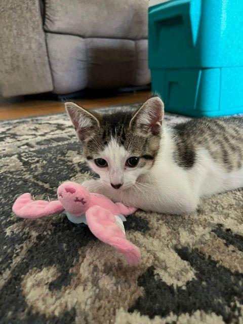 Brady, a ADOPTABLE Domestic Short Hair in Lake Orion, MI image 4/4