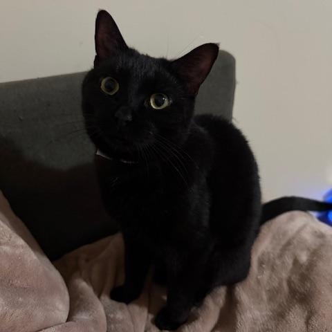 Enlarge Zuri, a ADOPTABLE Domestic Short Hair in BURNABY, BC image 1/1