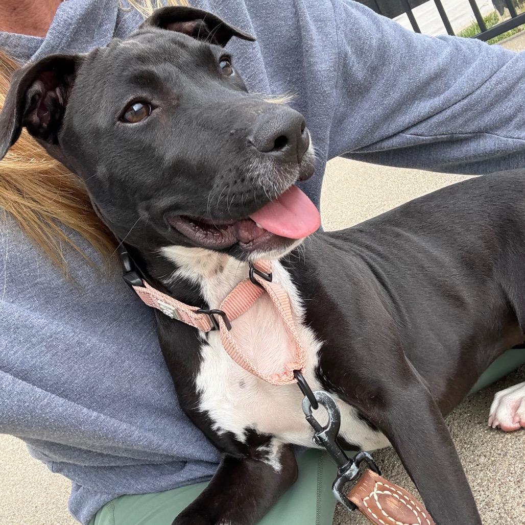 Stella, Adoptable, Puppy Female Labrador Retriever & Terrier.