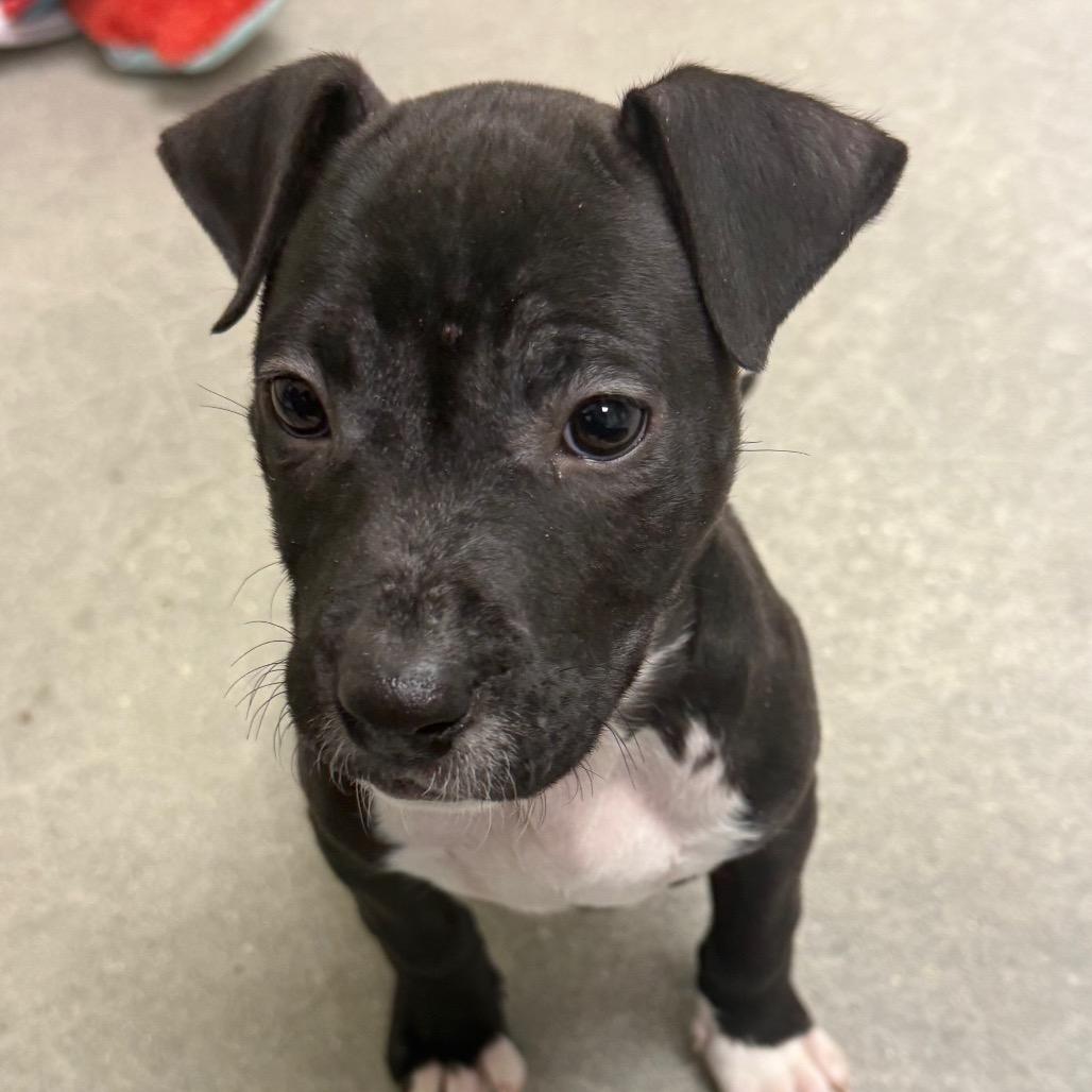 Enlarge Lyric, a Adoptable Terrier in La Grange, KY image 2/5