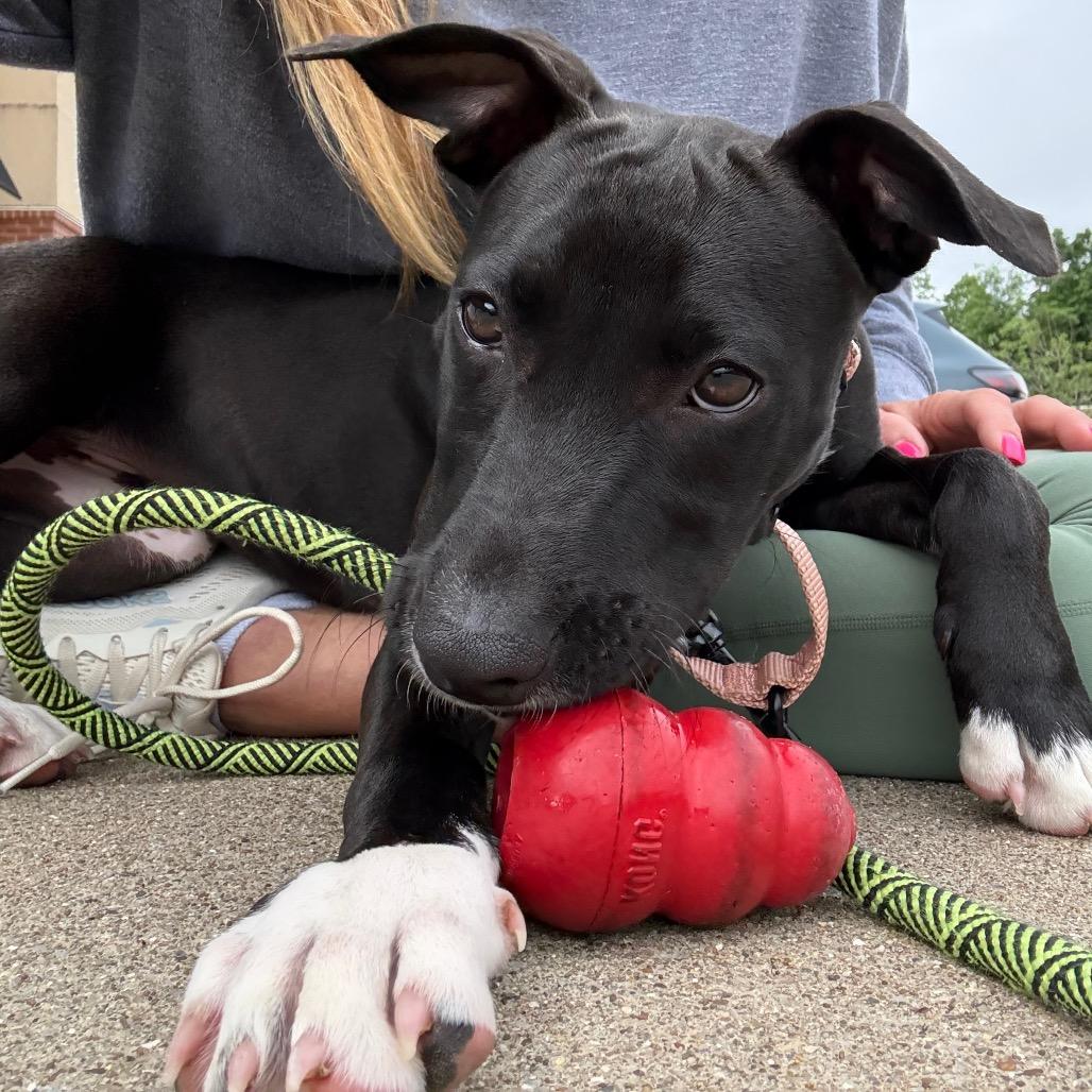 Stella, a Adoptable mixed breed in La Grange, KY image 2/6