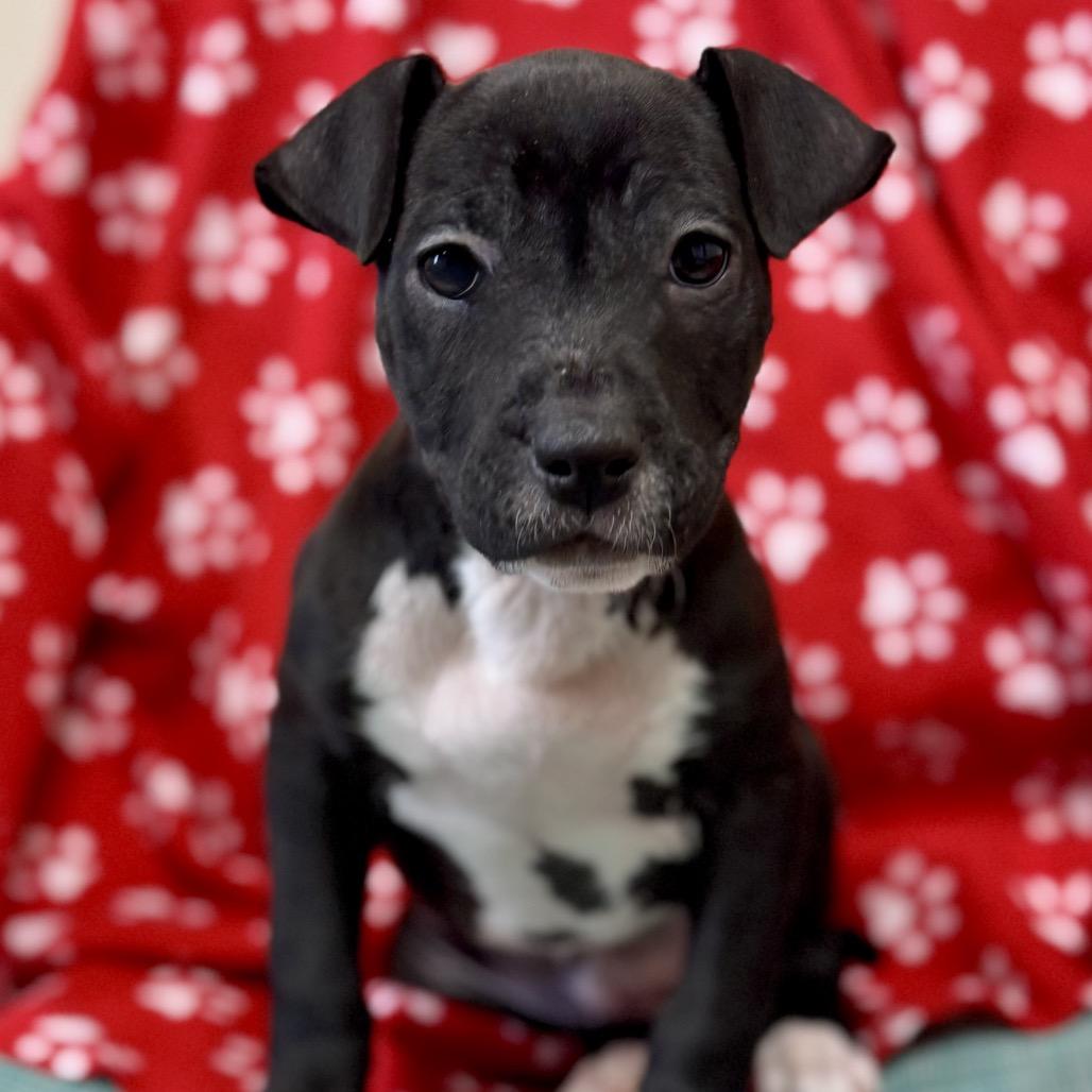 Enlarge Lyric, a Adoptable Terrier in La Grange, KY image 3/5