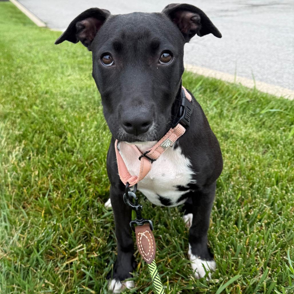 Stella, a Adoptable mixed breed in La Grange, KY image 3/6