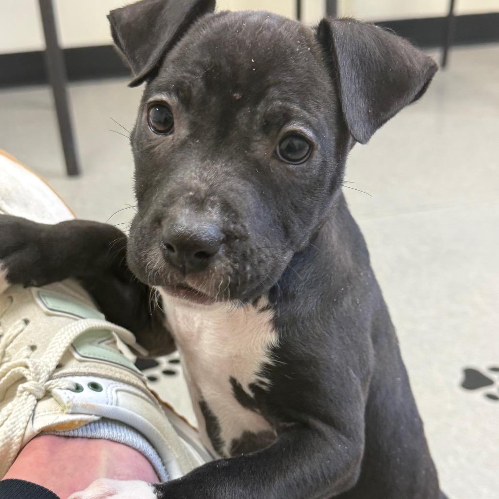 Enlarge Lyric, a Adoptable Terrier in La Grange, KY image 4/5