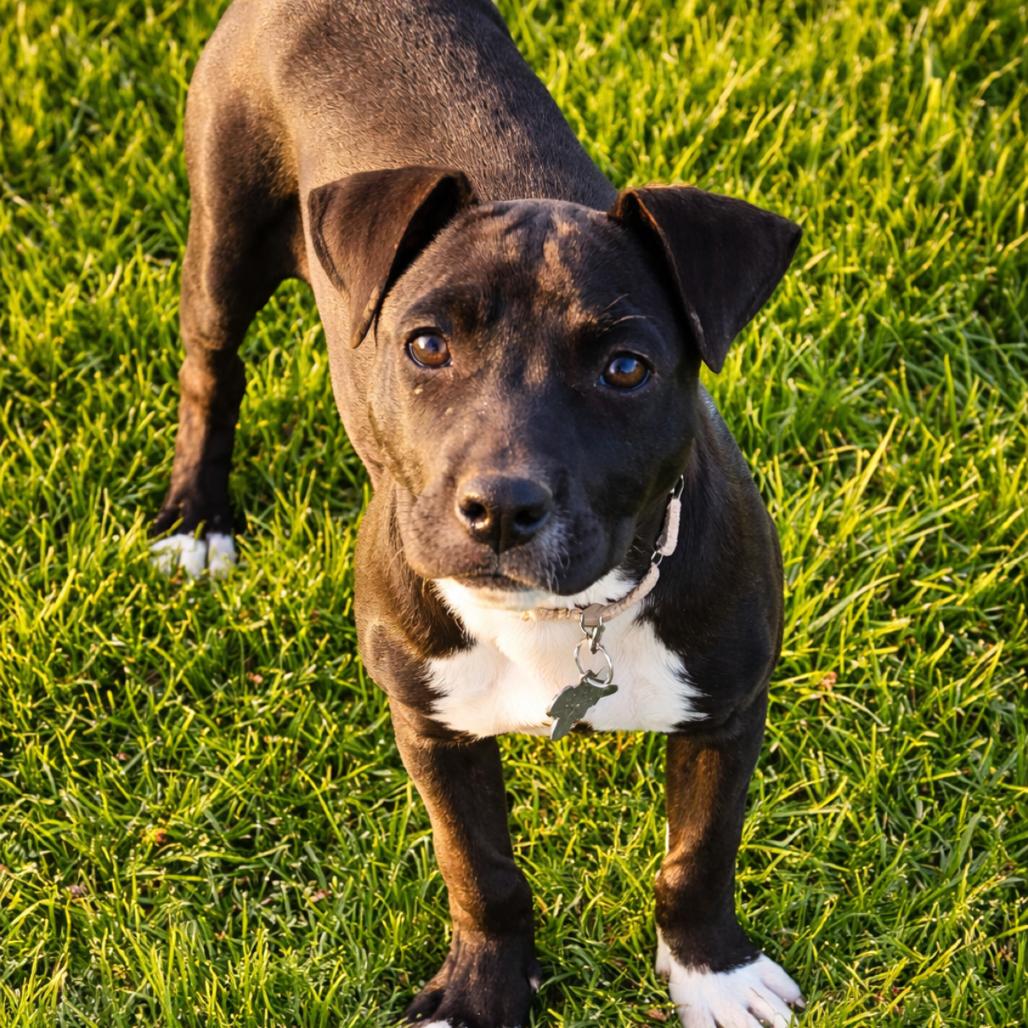 Stella, Adoptable, Puppy Female Terrier.