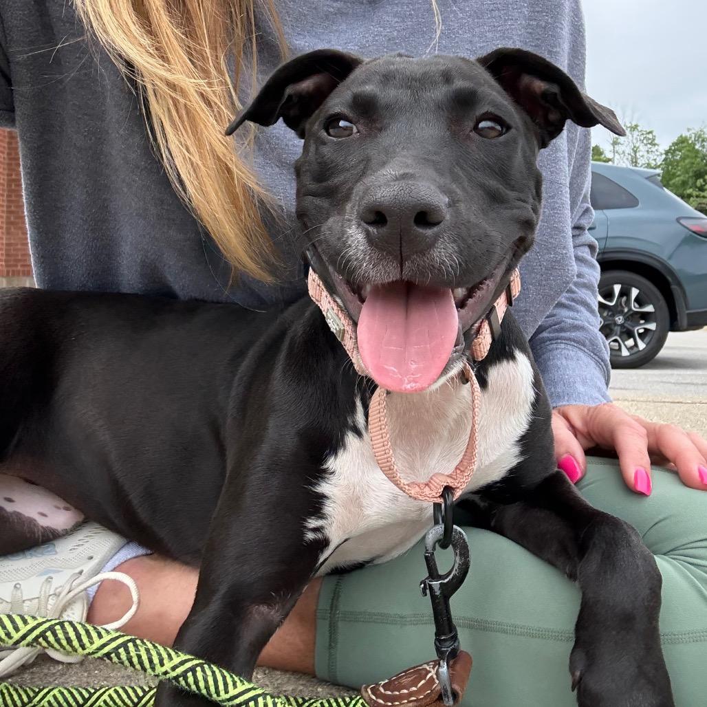 Stella, a Adoptable mixed breed in La Grange, KY image 4/6