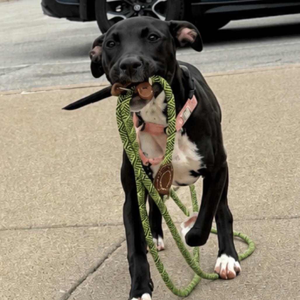Stella, a Adoptable mixed breed in La Grange, KY image 5/6
