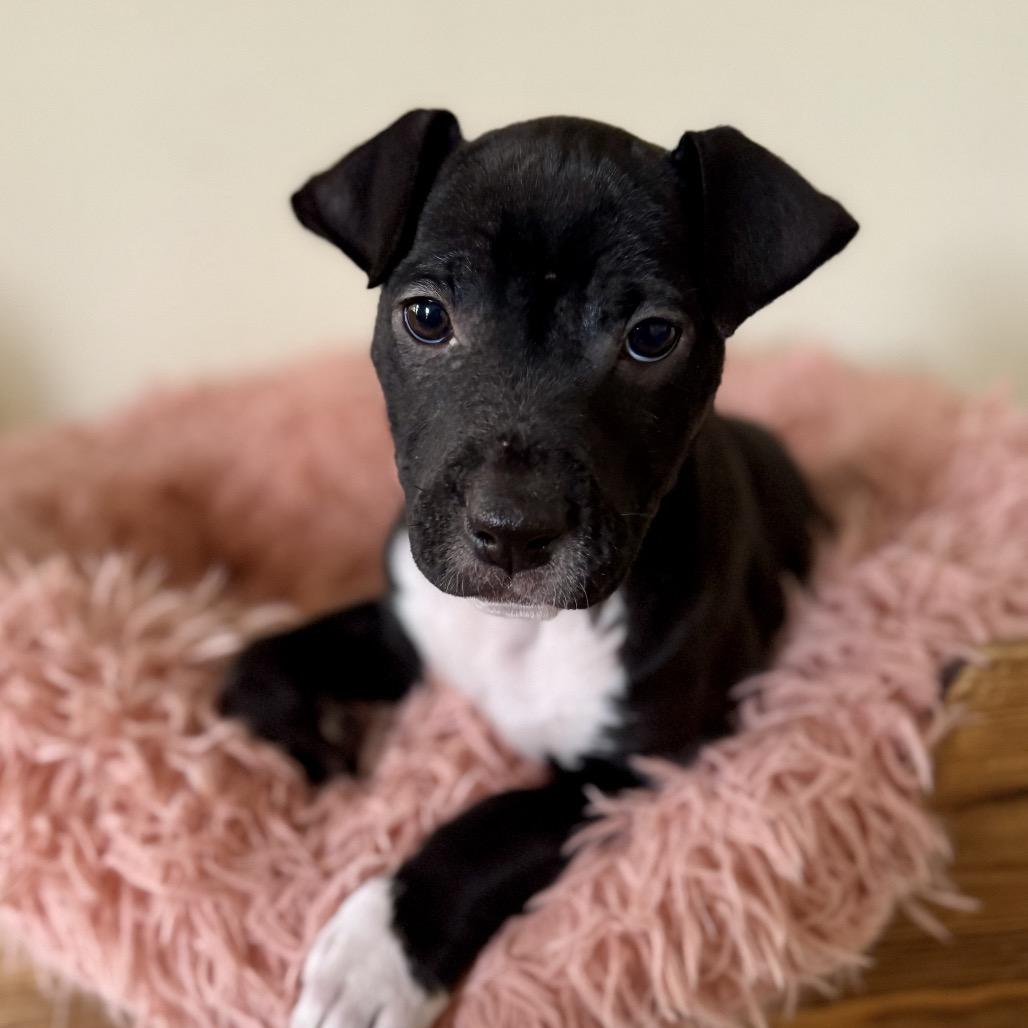 Lyric, Adoptable, Puppy Female Terrier.