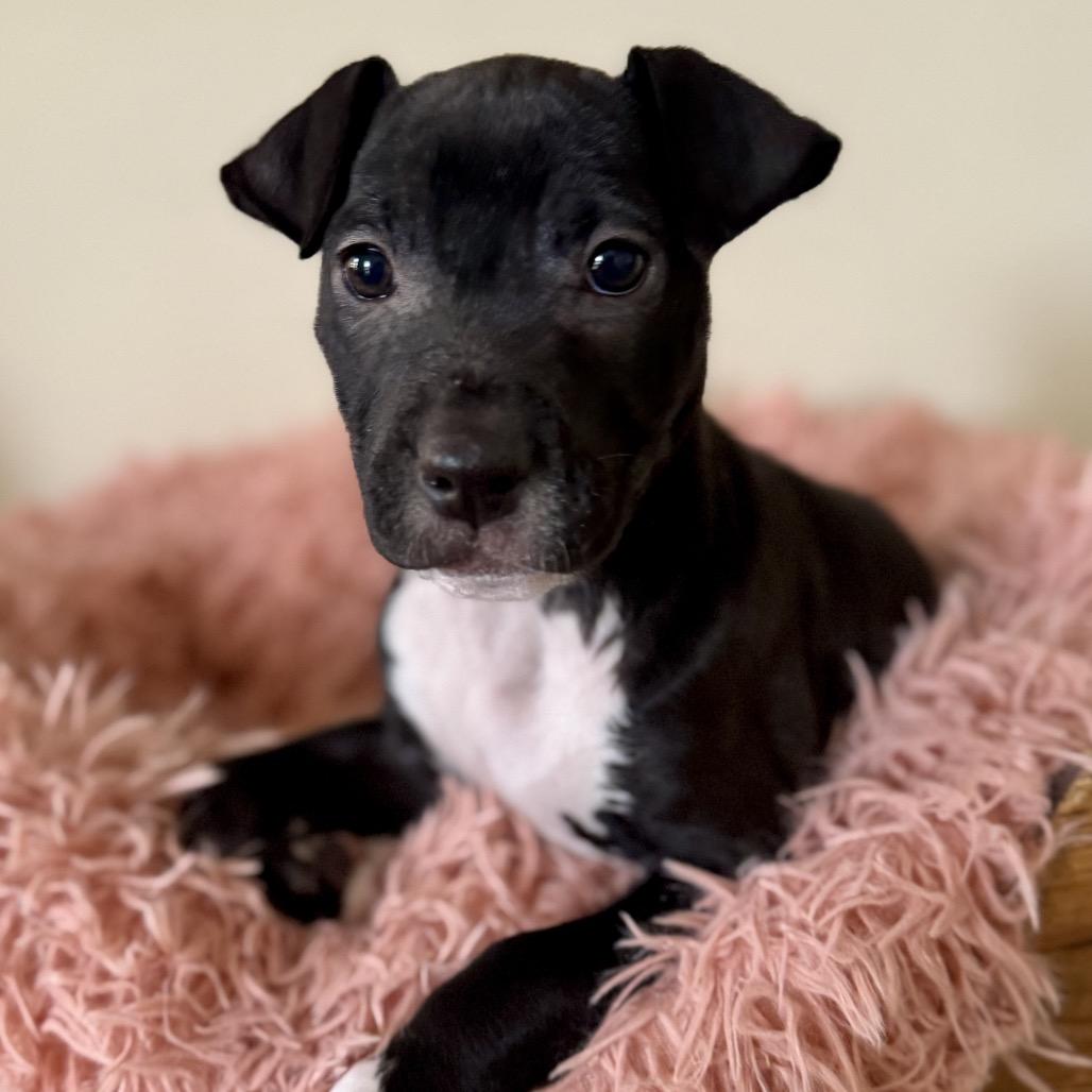Enlarge Lyric, a Adoptable Terrier in La Grange, KY image 5/5