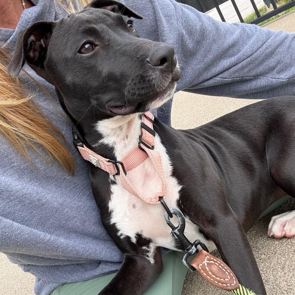 Stella, a Adoptable mixed breed in La Grange, KY image 6/6